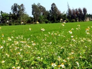 Trà hoa xuyến chi 2