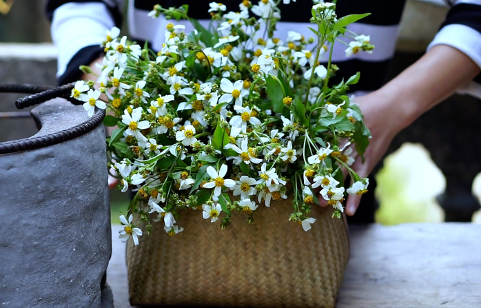 10 cong dung tuyet voi cua cay xuyen chi cho suc khoe 66aa1eaa21ab1