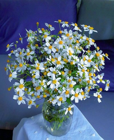 10 Công Dụng Tuyệt Vời Của Cây Xuyến Chi Cho Sức Khỏe 10 Công Dụng Tuyệt Vời Của Cây Xuyến Chi Cho Sức Khỏe