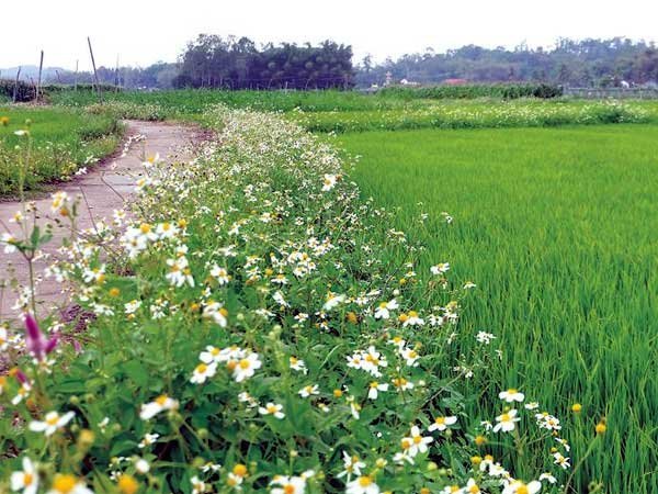 thảo dược giảm cân Xuyến Chi