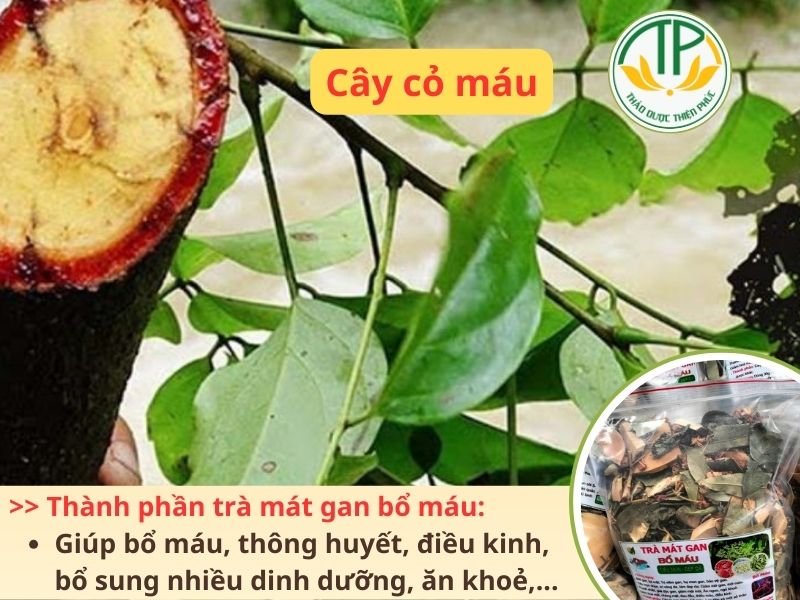 Cây cỏ máu thành phần trà mát gan bổ máu - Thảo dược Thiện Phúc