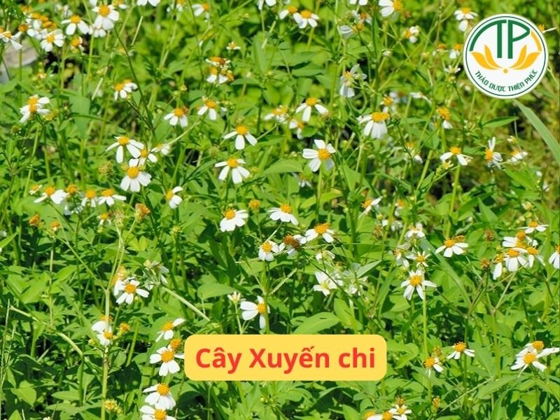Xây Xuyến chi