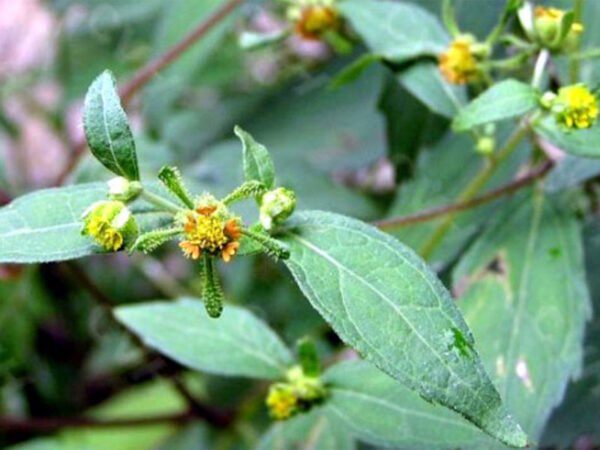 Hy thiêm thảo - Chữa bệnh gút bằng thảo dược